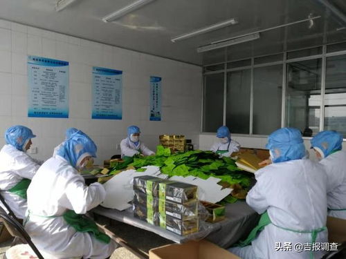 吃苞米都把须子扔了,公主岭九正公司却靠它做茶捧得国家级大奖