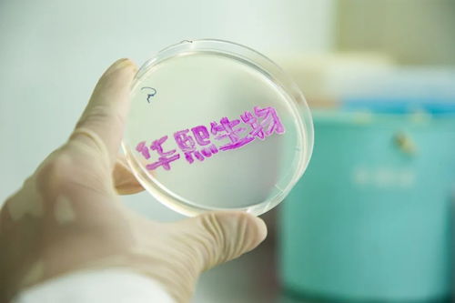 海外业务进入收获期,华熙生物新原料正扬帆起航