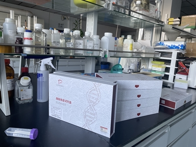 兔增殖细胞核抗原(PCNA)E