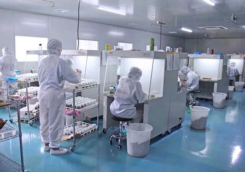 klc 植物工厂丨植物组培也需要呼吸洁净空气